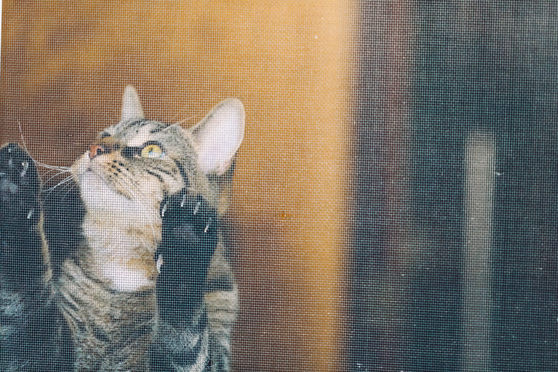 Male Mackerel Tabby cat sharpening his claws in a screen door.
